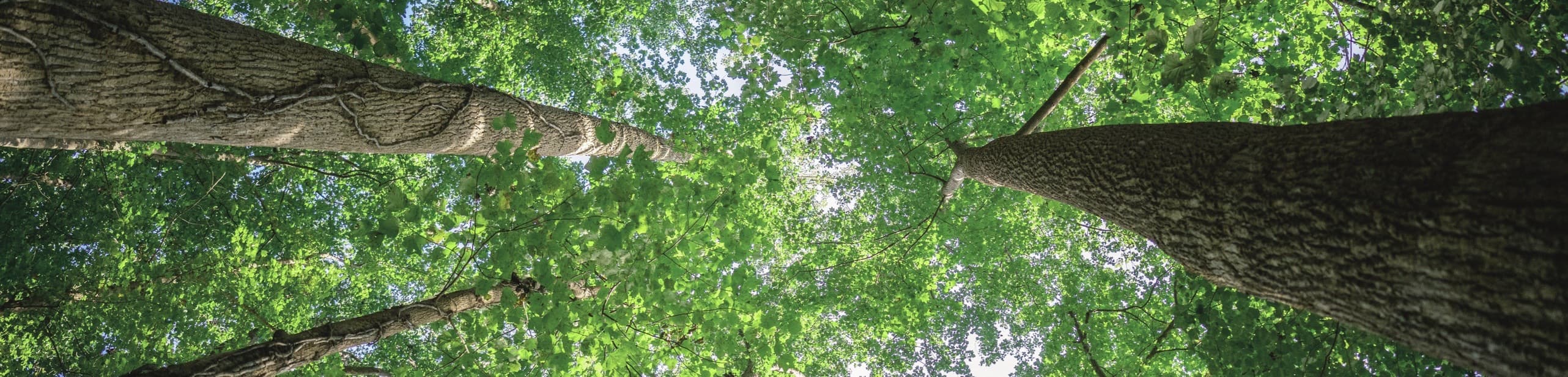 lv���ʹ���